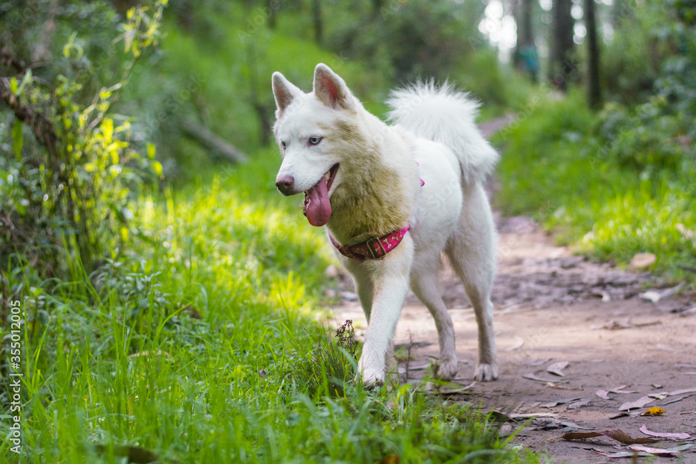 White husky cute dog with pink harness in the green woods smiling White husky cute dog with pink harness in the green woods smiling