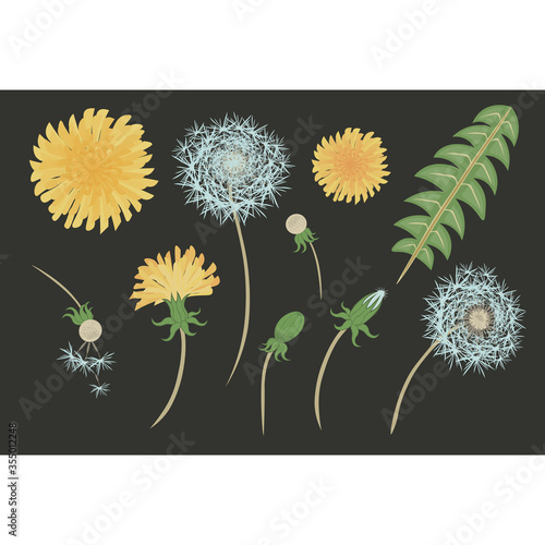 Vector set of dandelion flowers (blowball, taraxacum) isolated on black. Illustration of all flowering stages. Collection of editable design elements for print, collage, greeting card, wallpapers