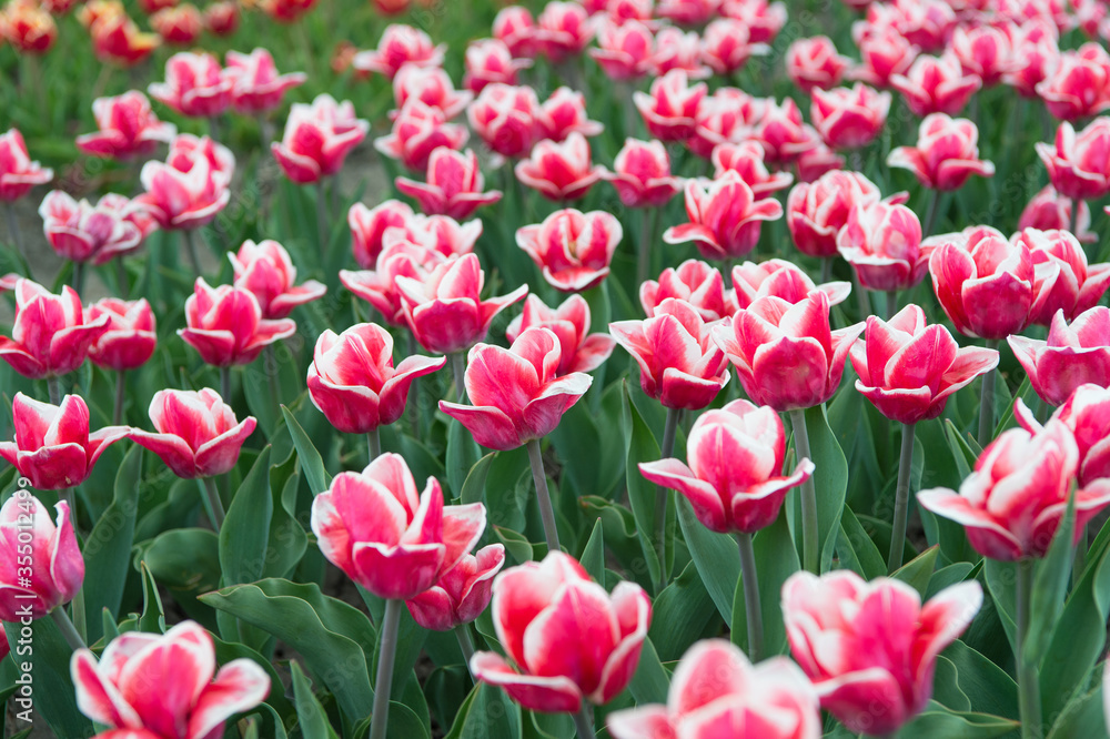 work with plants. nature beauty and freshness. tulips for sale. plenty of flowers for shop. tulip blooming in spring. bright tulip flower field. summer field of flowers. gardening and floristics