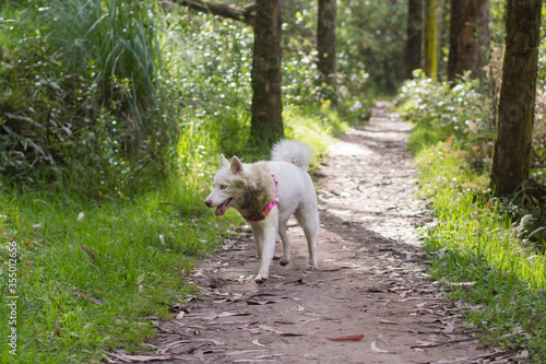 White husky cute dog with pink harness in the green woods smiling walking