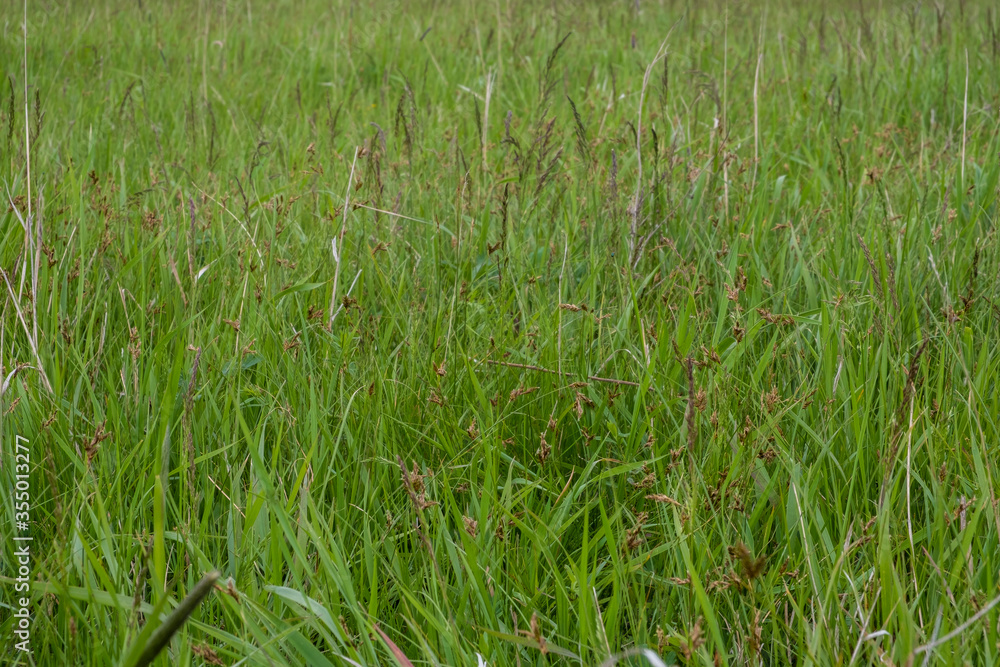 Obraz premium Background of a green grass