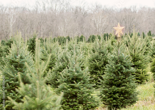Christmas tree farm with one  tree with a Christmas star on top