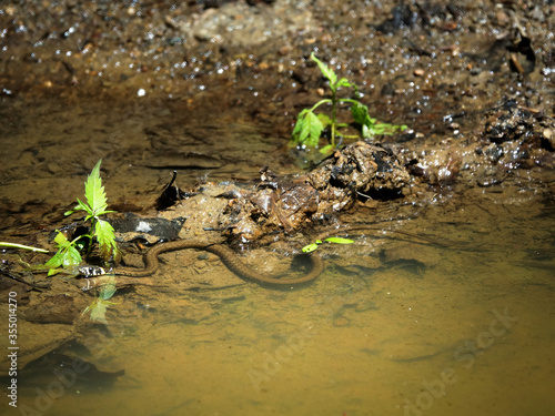 Colchis, big-headed Grass-snake (Natrix megalocephala) photo