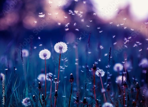 fairy field with white fluffy flowers dandelions and flying seeds in lilac and purple fairy tones