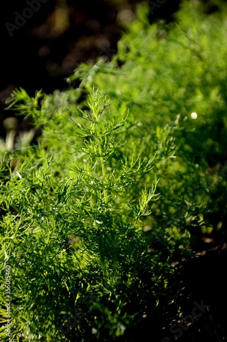 fresh green dill  grows in the garden  a bed of fresh green spice growing in the soilfresh green dill  grows in the garden  a bed of fresh green spice growing in the soil