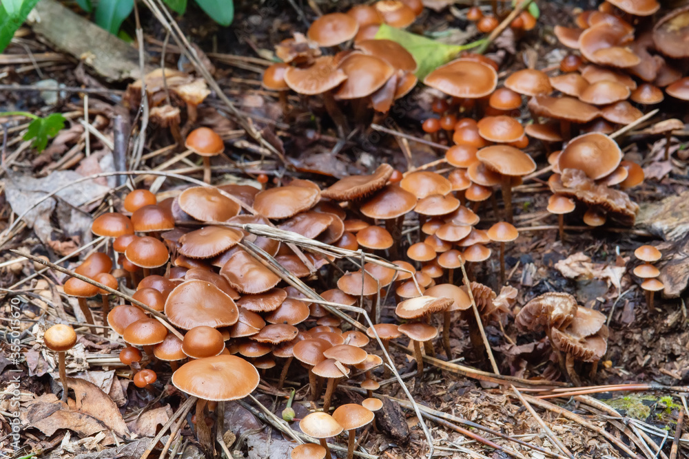 Forest walks in search of mushrooms. Poisonous mushrooms in the forest. Forest walks in search of mushrooms. Poisonous mushrooms in the forest.