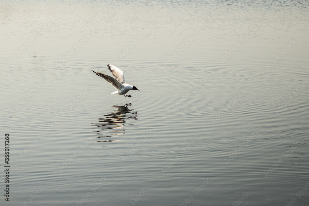 Black-headed gull attacks its prey Black-headed gull attacks its prey
