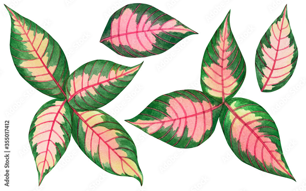 Watercolor painting pink,green leaves,palm leaf isolated on white background.Watercolor set painted illustration tropical,aloha exotic leaf for wallpaper vintage Hawaii style pattern.clipping path