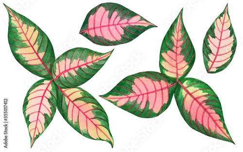 Watercolor painting pink green leaves palm leaf isolated on white background.Watercolor set painted illustration tropical aloha exotic leaf for wallpaper vintage Hawaii style pattern.clipping path