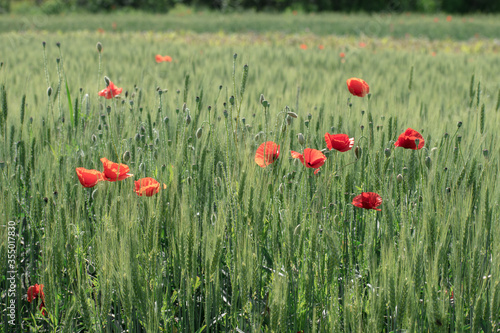 Field with wheat and poppy flowers, photographed in spring