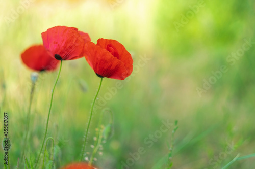 red poppy flowers