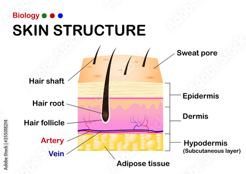 Dermatology diagram show human skin structure