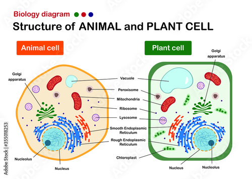 Biology diagram show structure of animal and plant cell