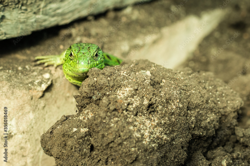 A green lizard peeps out from behind an earth lump A green lizard peeps out from behind an earth lump