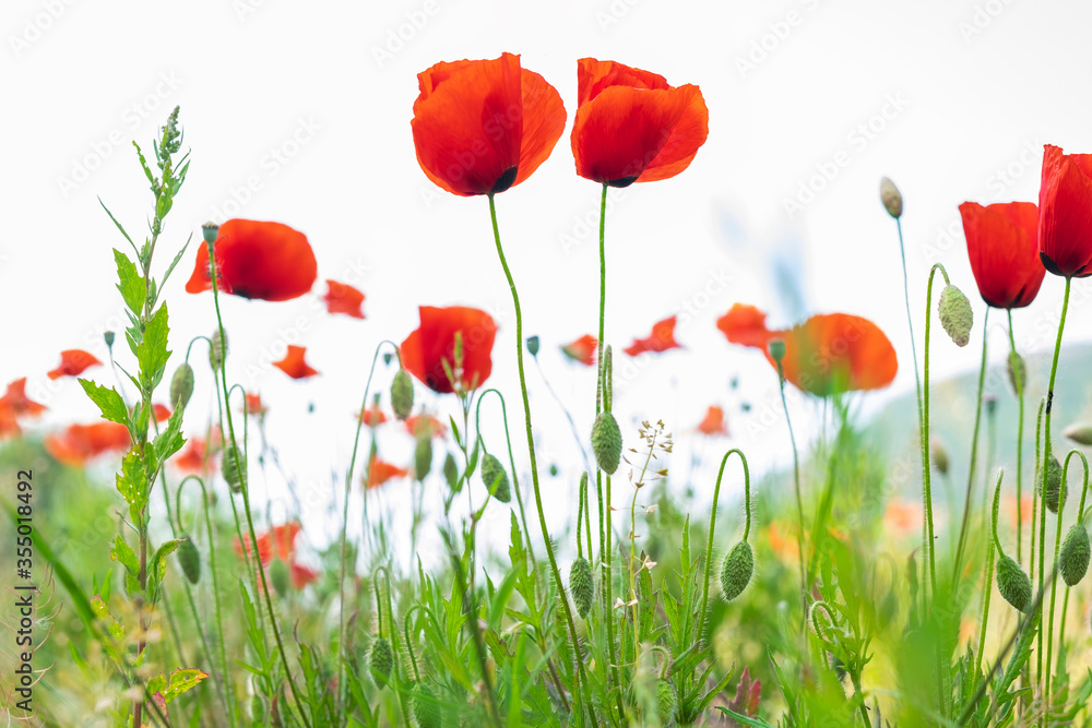field of poppies field of poppies