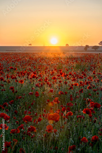 Field of red poppies during sunrise