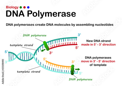 Biology diagram show process of DNA polymerase in DNA replication synthesis step