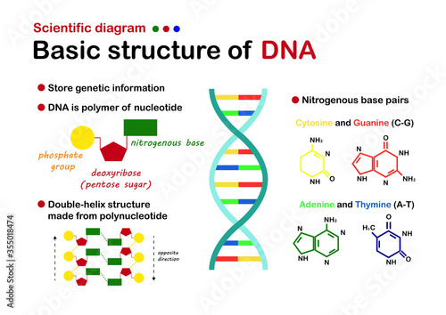 Scientific diagram show basic structure detail of DNA