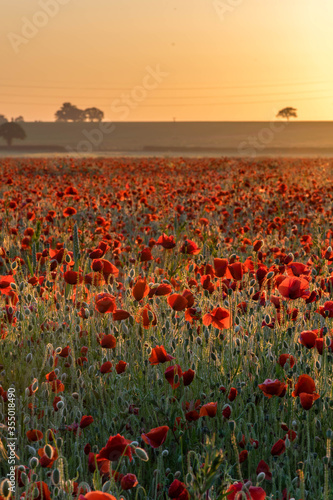 Field of red poppies during early morning © Anastasija