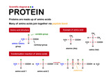 Science of protein. Structure of protein made from amino acid