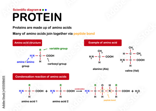 Science of protein. Structure of protein made from amino acid