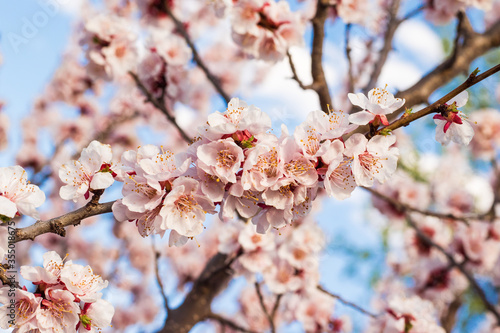 Blooming apricot tree in springtime