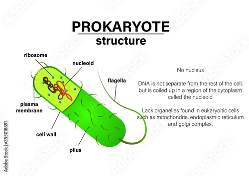 Biology poster show structure of prokaryote such as bacteria