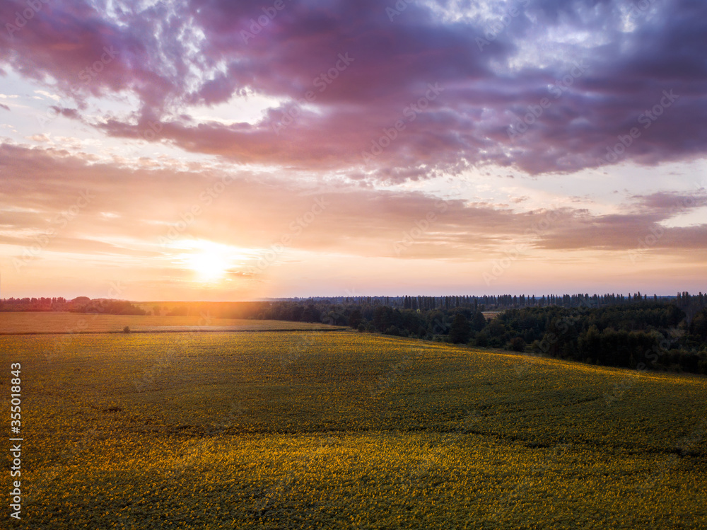 Fototapeta premium sunny field of sunflowers at sunset. drone shot. aerial view. summer spring landscape, background