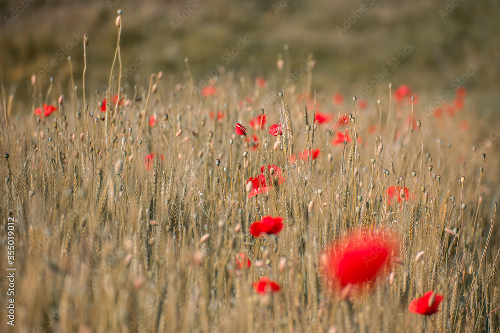 Naklejka premium Field with wheat and poppy flowers