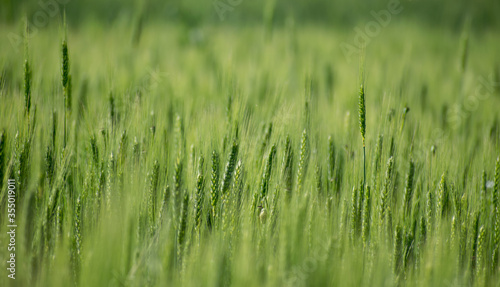 Green wheat field. Cereal production