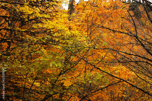 Autumn and fall forest landscape in Georgia.Autumn color leaves and trees.