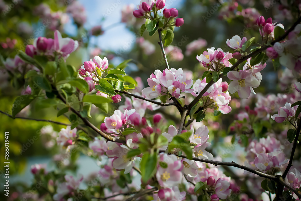 custom made wallpaper toronto digitalBranches of a blossoming apple tree in spring time.