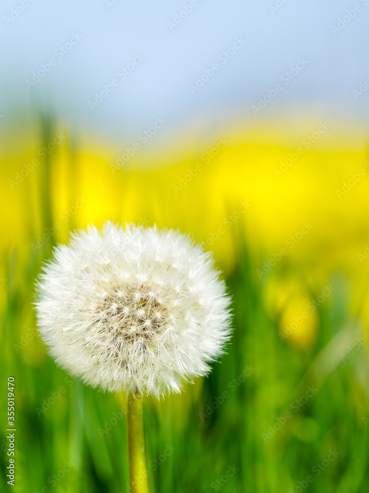 Dandelion seed head or blow ball on blue sky background