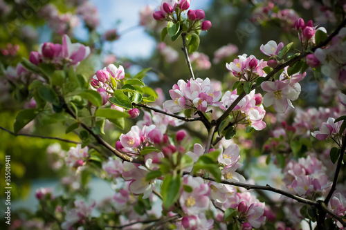 Wallpaper Mural Branches of a blossoming apple tree in spring time. Torontodigital.ca