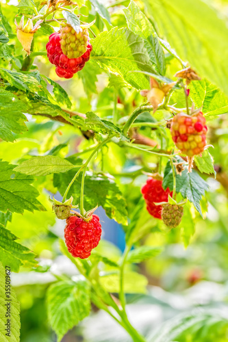 Red ripe raspberries in the sunny summer garden, backlit