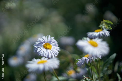 Defocused background of summer garden flowers. English daisies. Close up, blurred