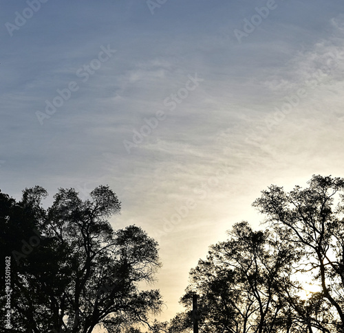 twilight trees  cr2020darrelljbanks