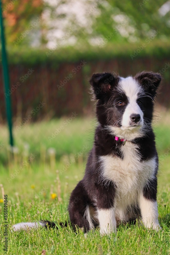 Border Collie Puppy Sits in the Garden with Adorable Look at its Face. Black and White Puppy Trains Obedience in Czech Republic.