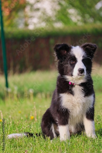 Border Collie Puppy Sits in the Garden with Adorable Look at its Face. Black and White Puppy Trains Obedience in Czech Republic.