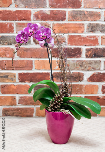 Phalaenopsis Orchids in front of brick wall