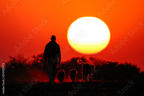 Farm life with dogs walking at sunset. © Varga_photography