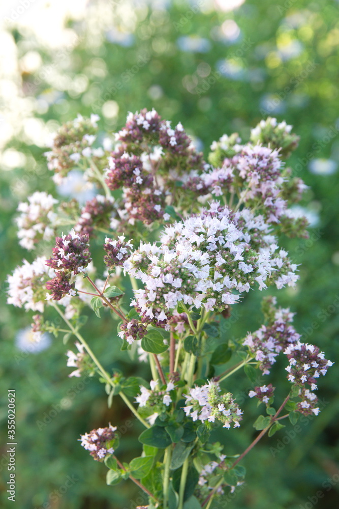 Bouquet of Origanum vulgare, Oregano, sweet marjoram,  wild marjoram