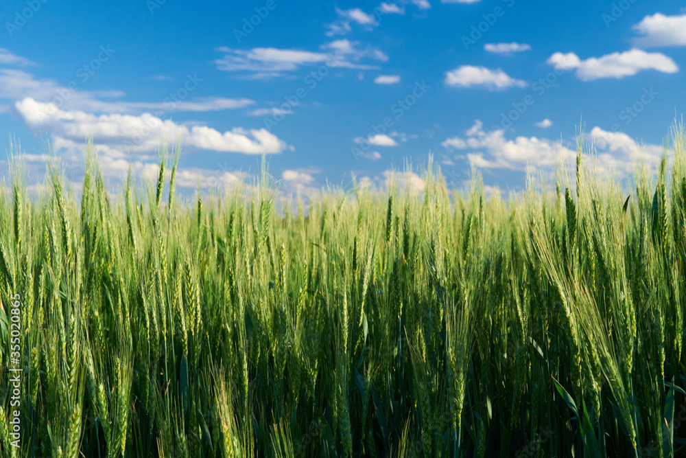 green wheat field on blue sky background green wheat field on blue sky background