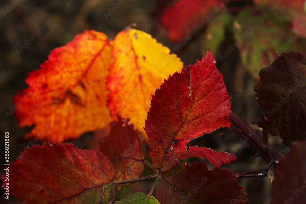 Autumn and fall leaves, colorful nature close-up. Orange, red and yellow colors in nature background. Autumn and fall leaves, colorful nature close-up. Orange, red and yellow colors in nature background.