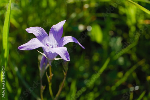 Isolated wild violet flower known as preading bellflower, in a warm day of spring, scientific name Campanula patula  photo