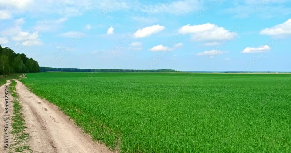 Cinematic shot of a country road near woods and farm fields on a bright sunny day. Dirt road through a field of young wheat against the blue sky. Green field of wheat. Cinematic shot of a country road near woods and farm fields on a bright sunny day. Dirt road through a field of young wheat against the blue sky. Green field of wheat.