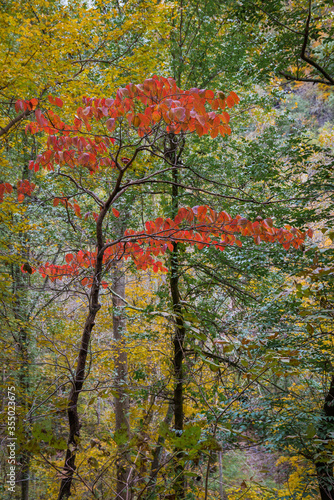 Autumn Red Foliage  in Clifty Creek Park, Southern Indiana photo