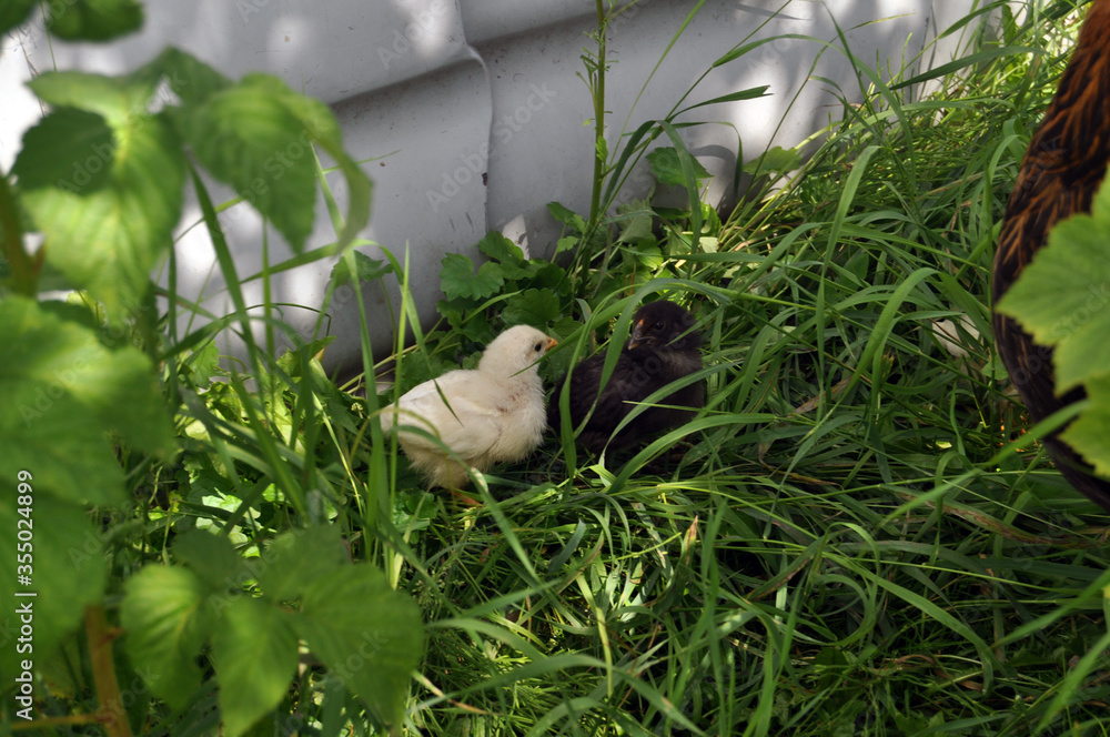 birds in the grass birds in the grass