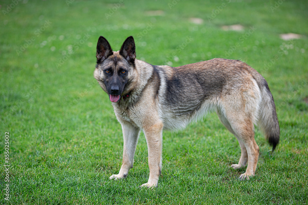A young German Shepherd is a mixed breed dog with his tongue hanging from his mouth. A young German Shepherd is a mixed breed dog with his tongue hanging from his mouth.