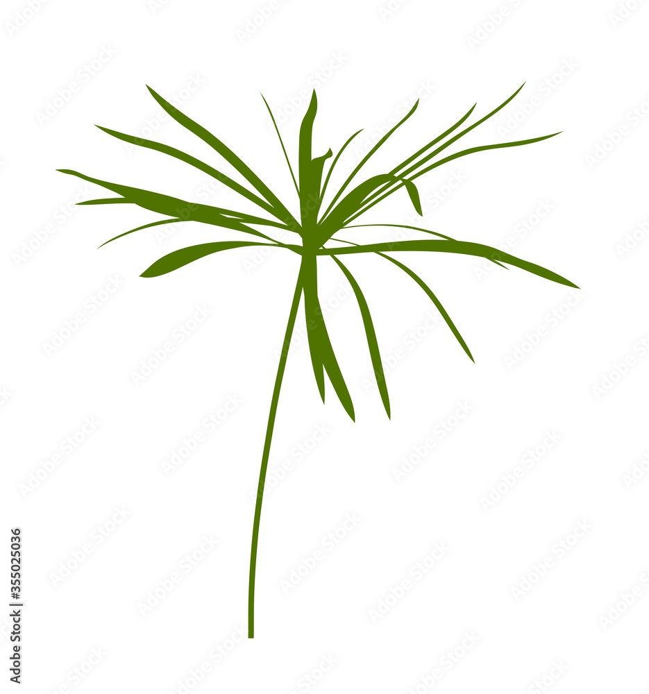 umbrella sedge plant umbrella sedge plant